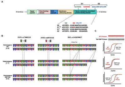 Unveiling APOL1 haplotypes in a predominantly African-American cohort of kidney transplant patients: a novel classification using probe-independent quantitative real-time PCR